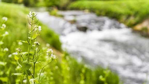 la médecine naturelle et régulatrice